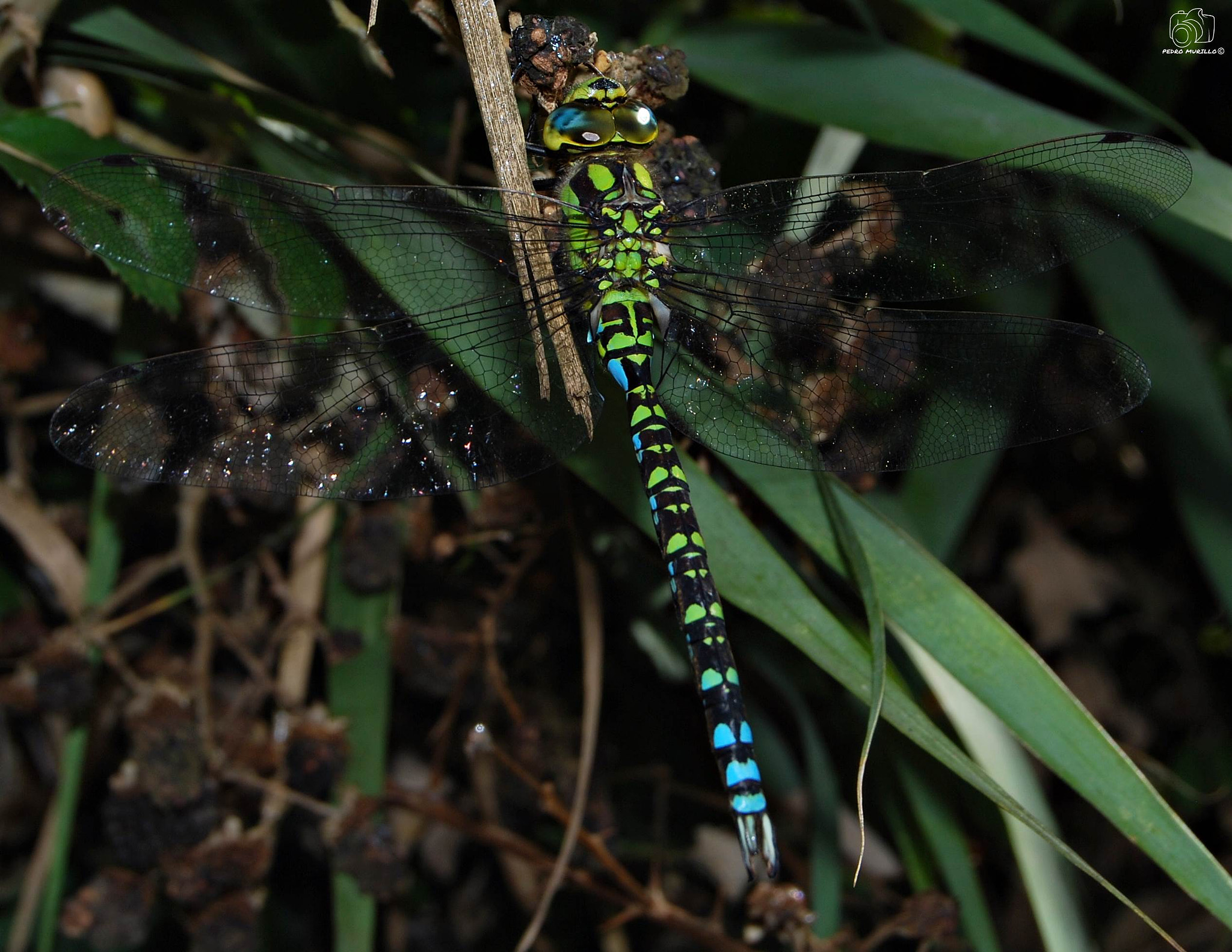 Nikon D60 sample photo