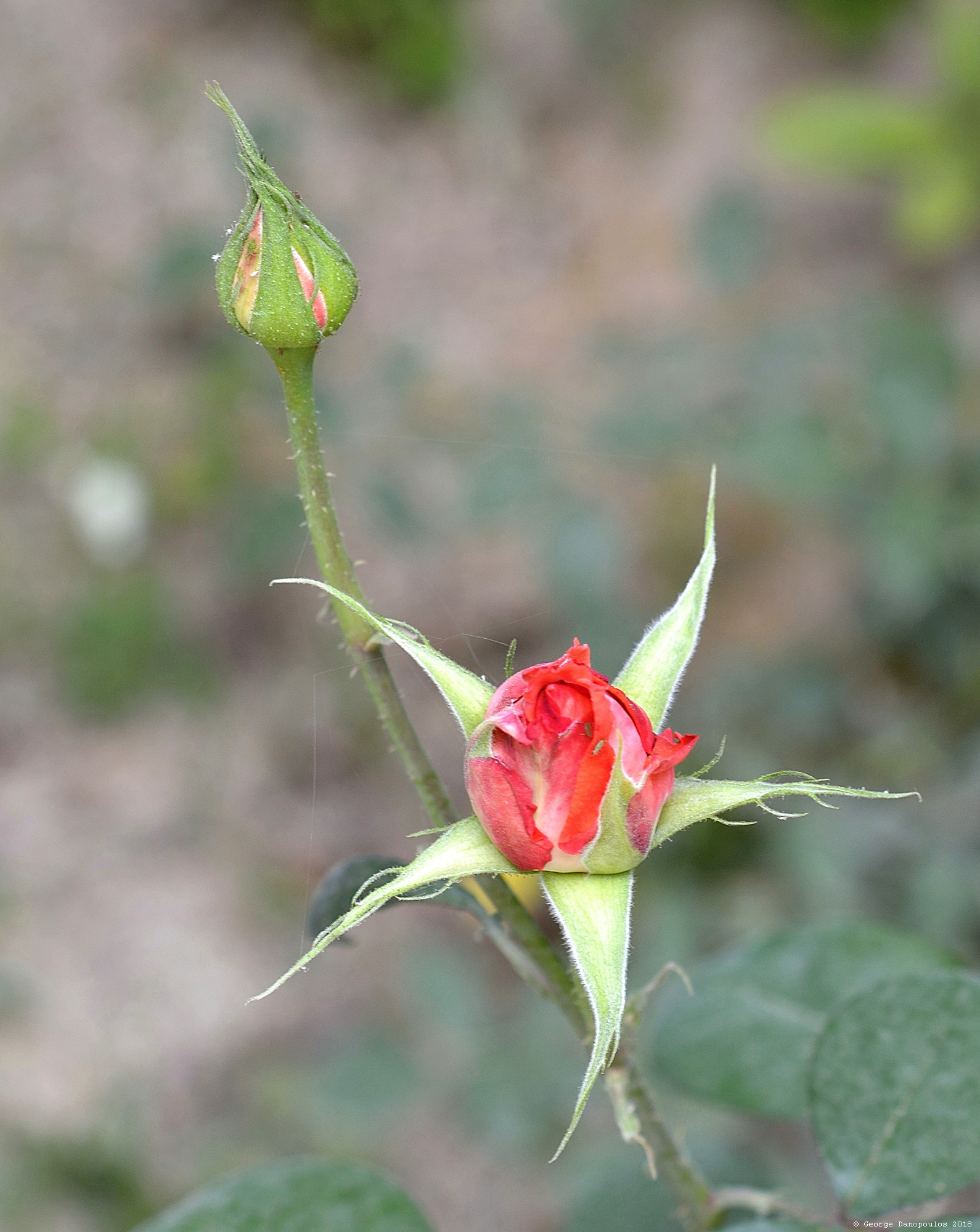 Nikon D3200 + Nikon AF Nikkor 50mm F1.8D sample photo. Flower_2018_04 photography