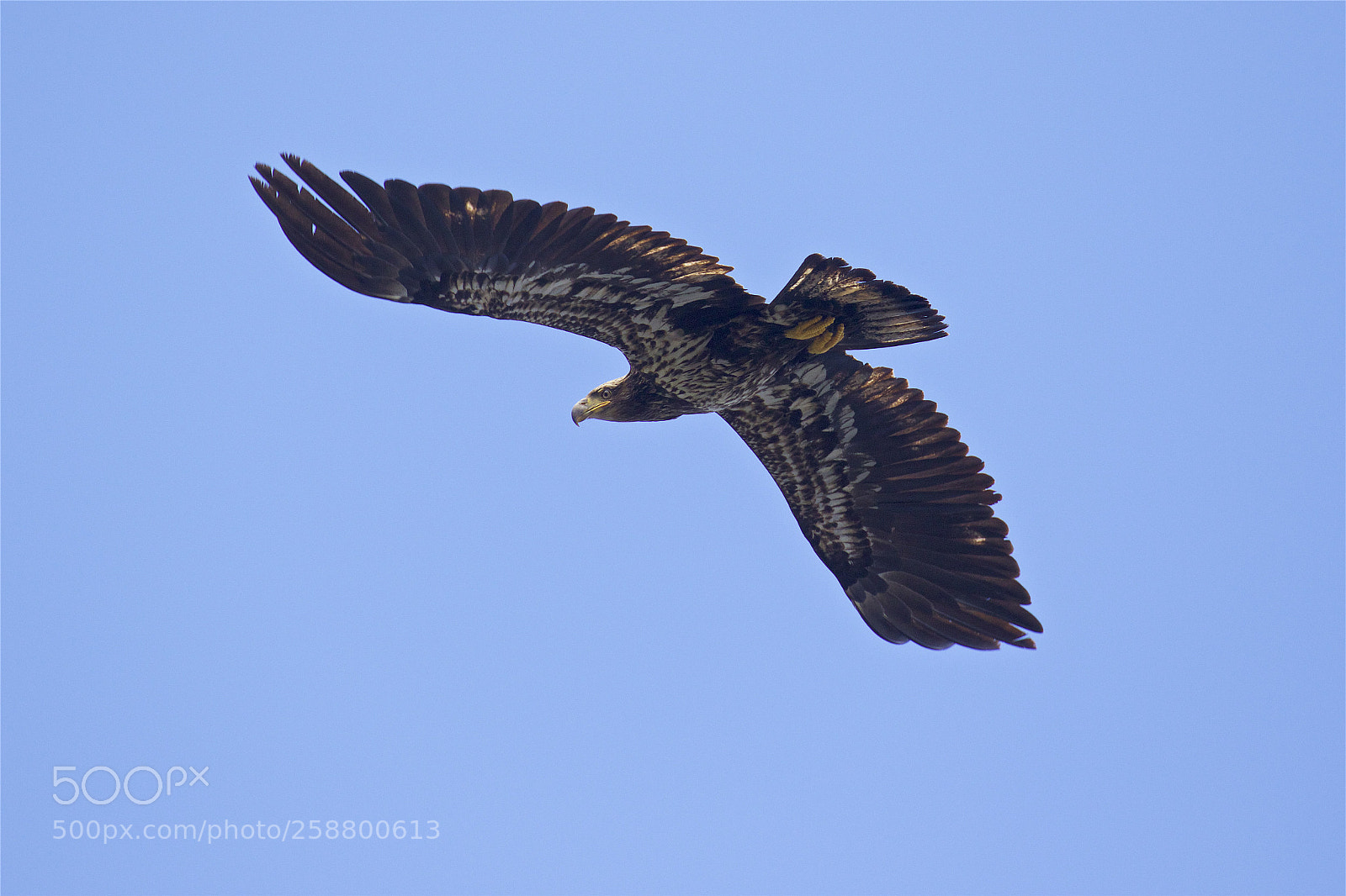 Canon EOS 7D Mark II sample photo. An immature bald eagle photography