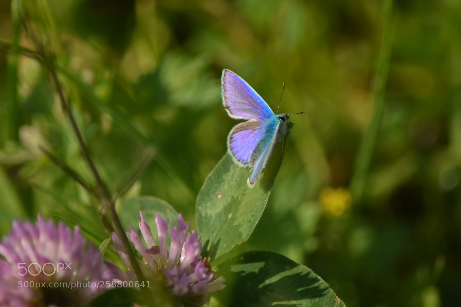 Nikon D5500 sample photo. Meadow butterfly 2 photography