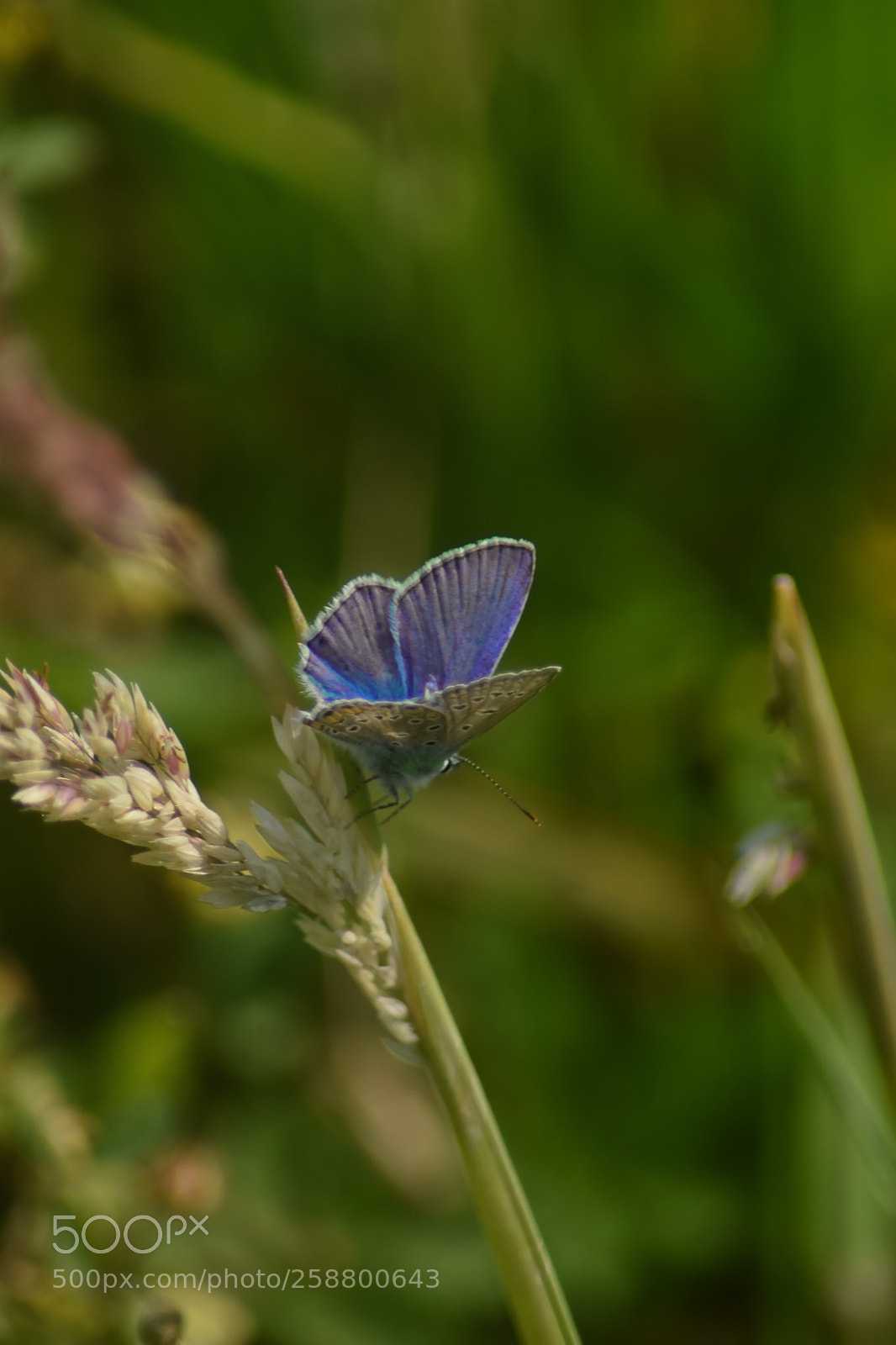 Nikon D5500 sample photo. Meadow butterfly 1 photography