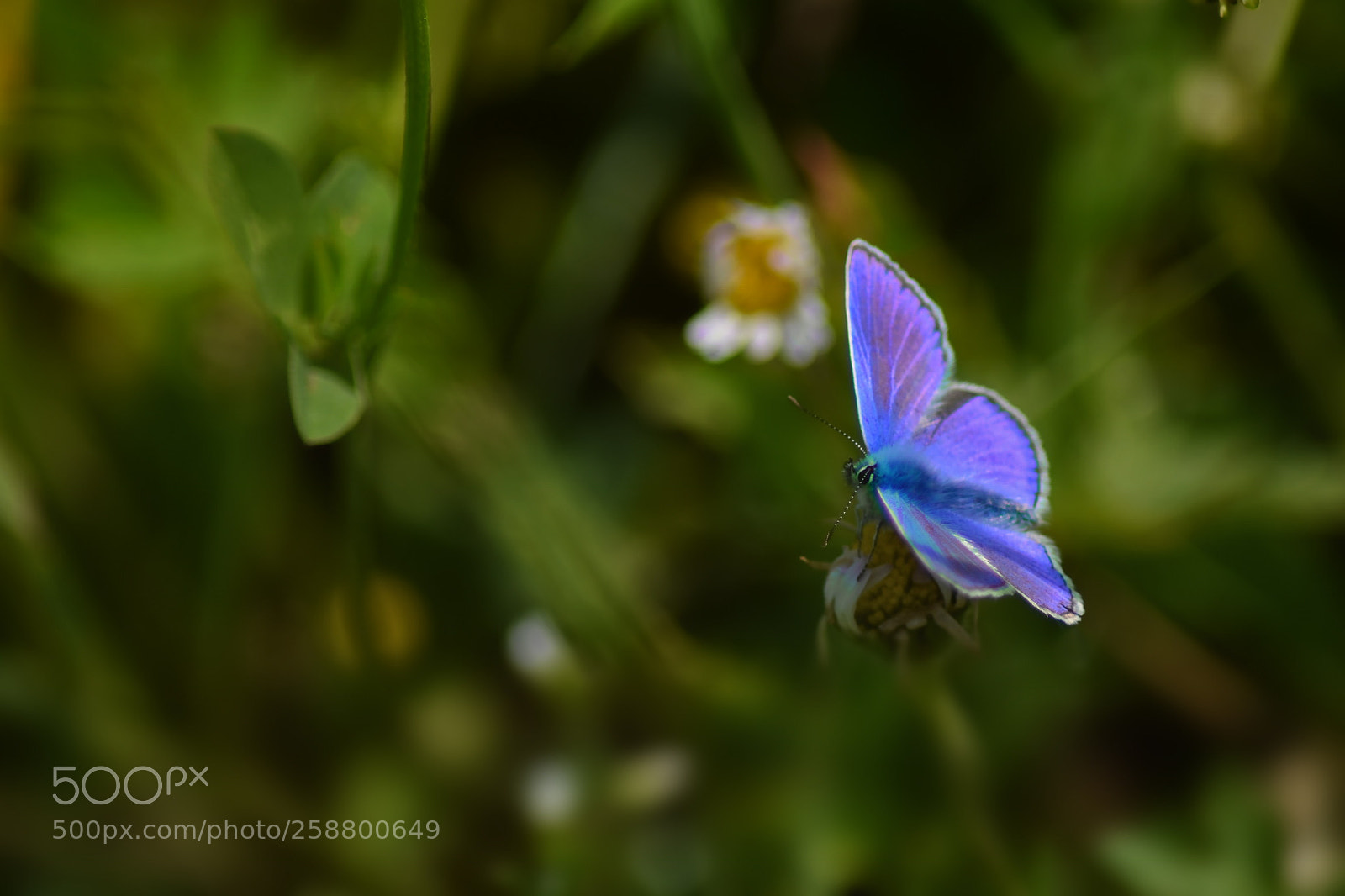 Nikon D5500 sample photo. Meadow butterfly 3 photography