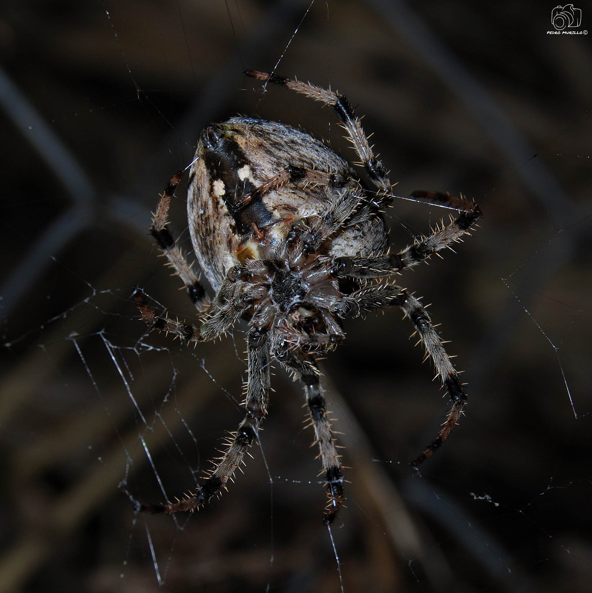 Nikon D60 sample photo