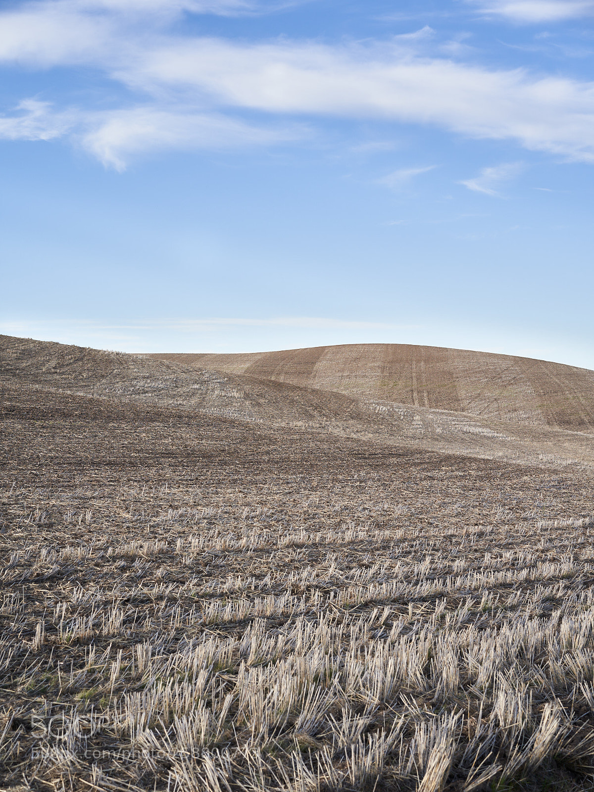 Sony a7 III sample photo. Fields of gold photography