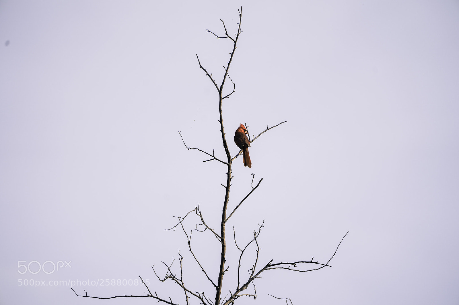 Sony a9 sample photo. The cardinal. photography