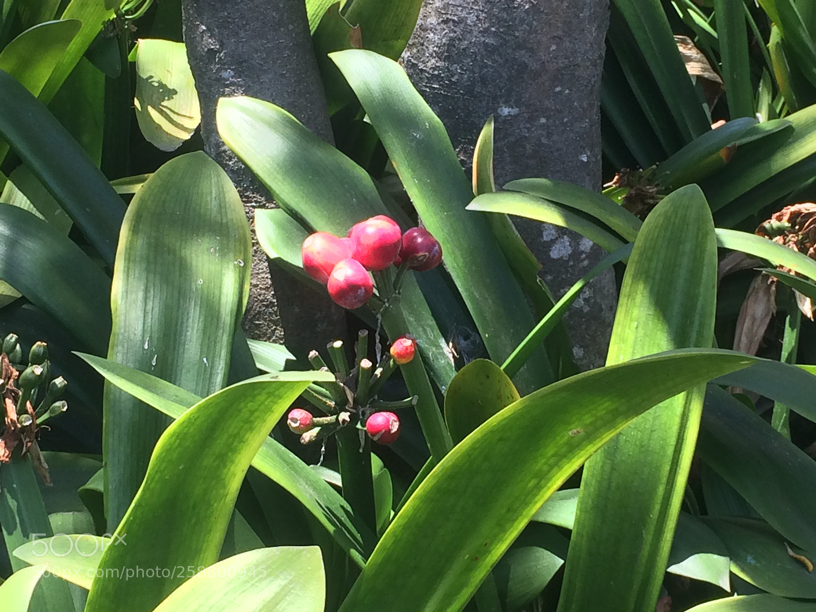 Apple iPhone 5s sample photo. Img photography