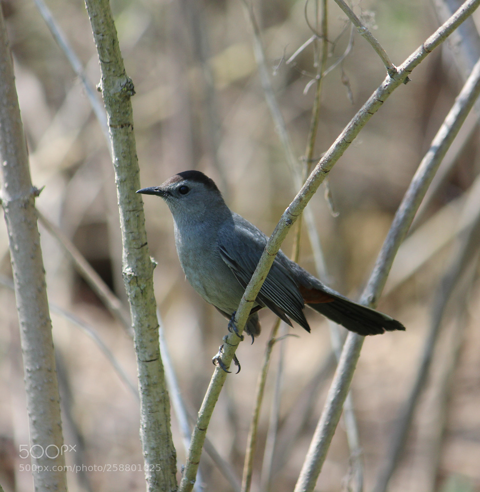 Canon EOS 600D (Rebel EOS T3i / EOS Kiss X5) sample photo. Cat bird photography