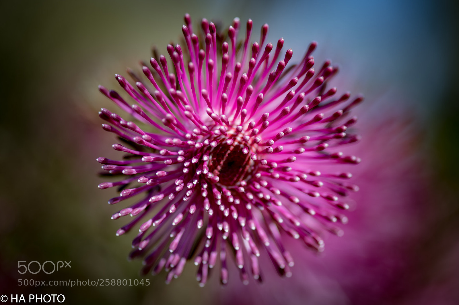 Nikon D850 sample photo. Rosecone flower close-up photography