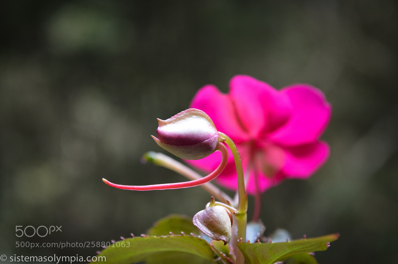 Nikon D3200 sample photo. Plants and flowers photography