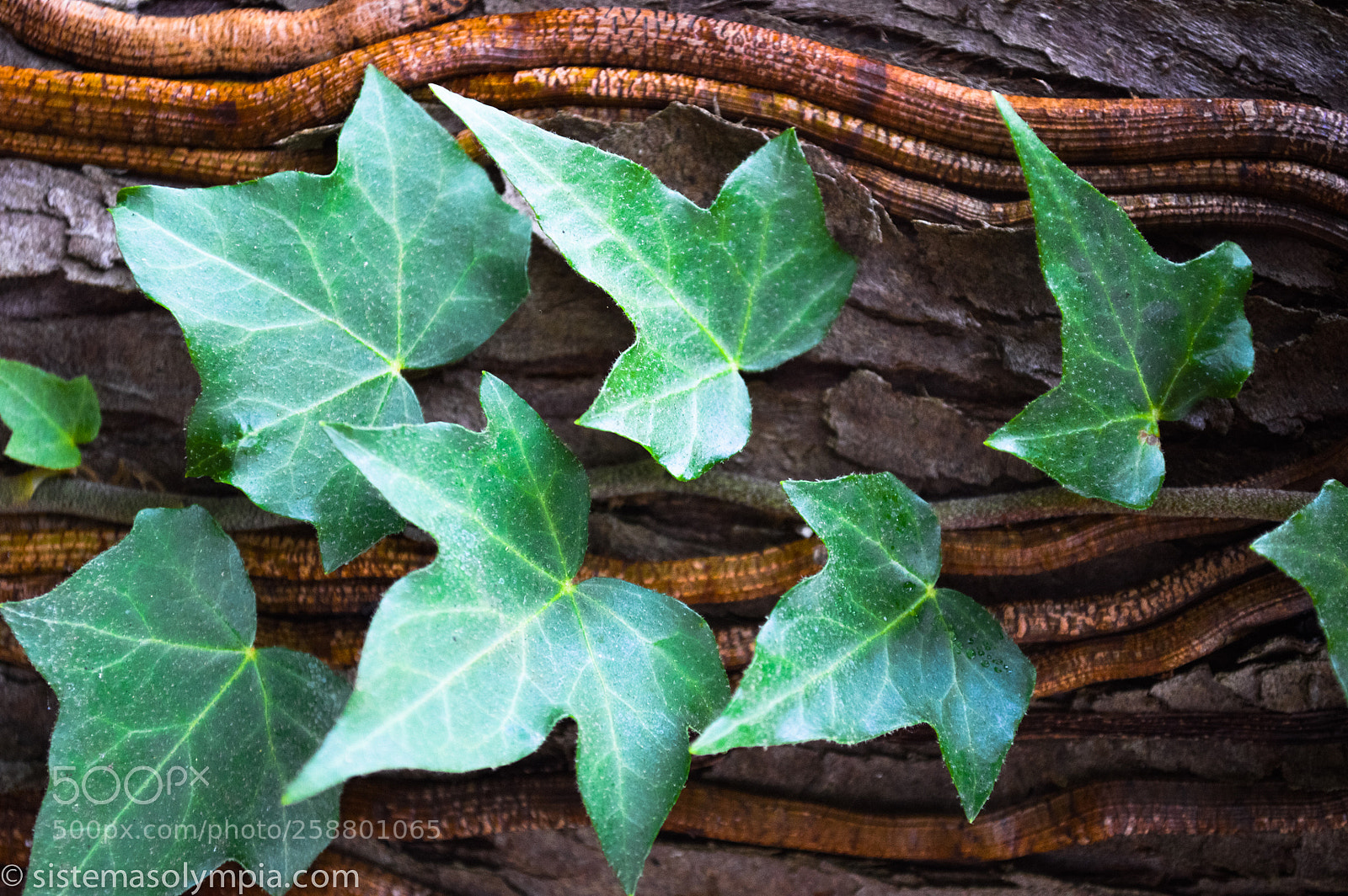 Nikon D3200 sample photo. Plants and flowers photography