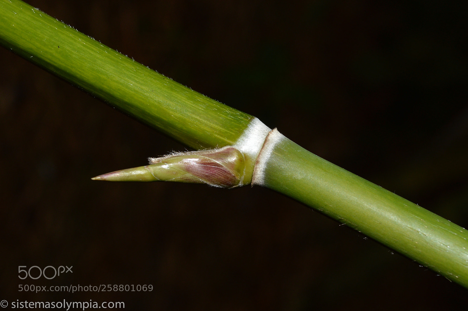 Nikon D3200 sample photo. Plants and flowers photography