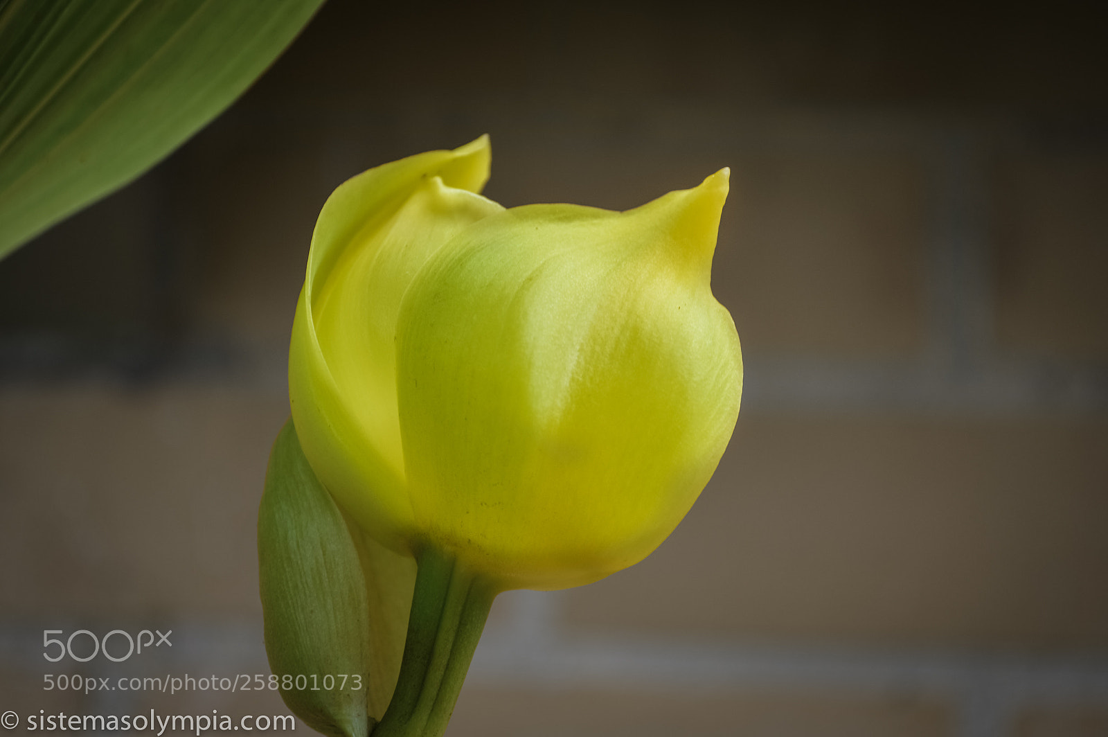 Nikon D3200 sample photo. Plants and flowers photography