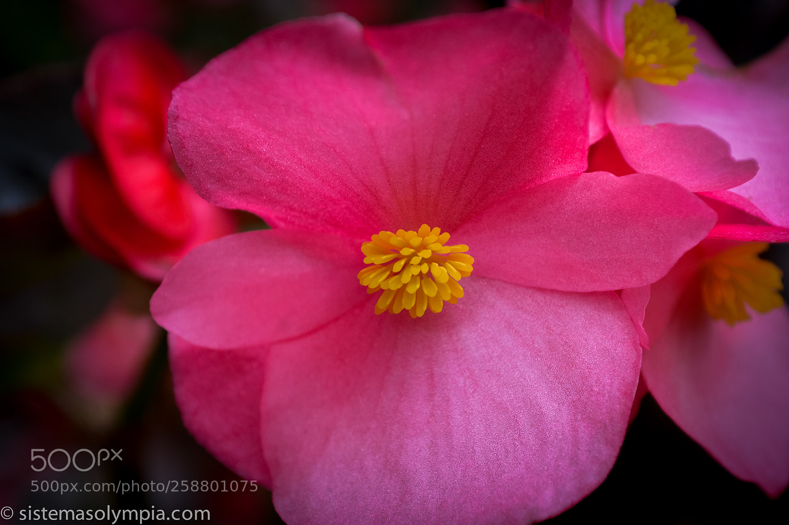 Nikon D3200 sample photo. Plants and flowers photography