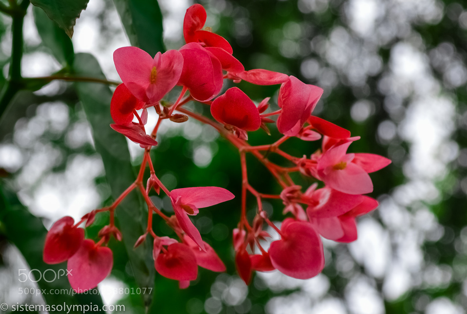 Nikon D3200 sample photo. Plants and flowers photography