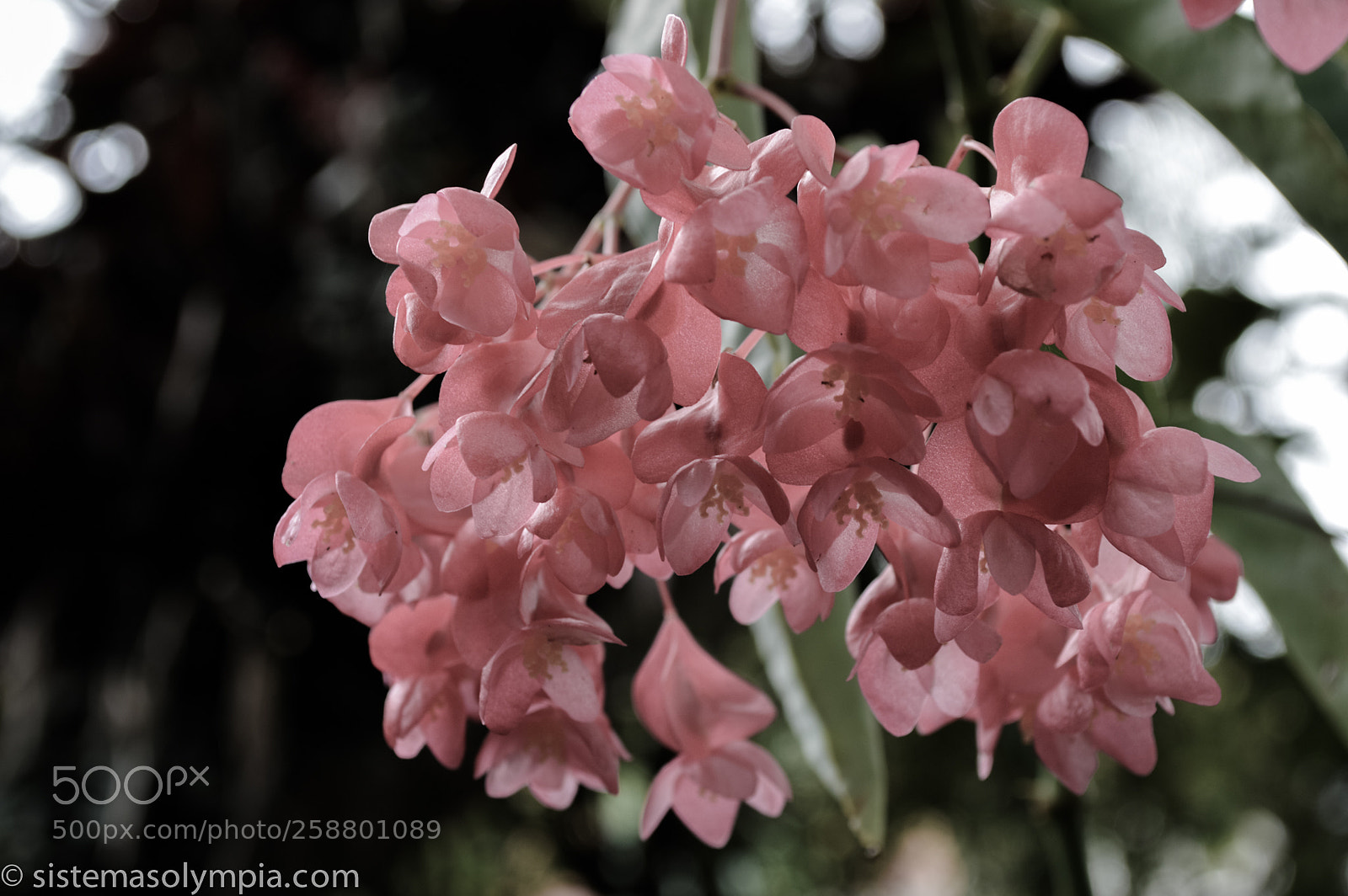 Nikon D3200 sample photo. Plants and flowers photography