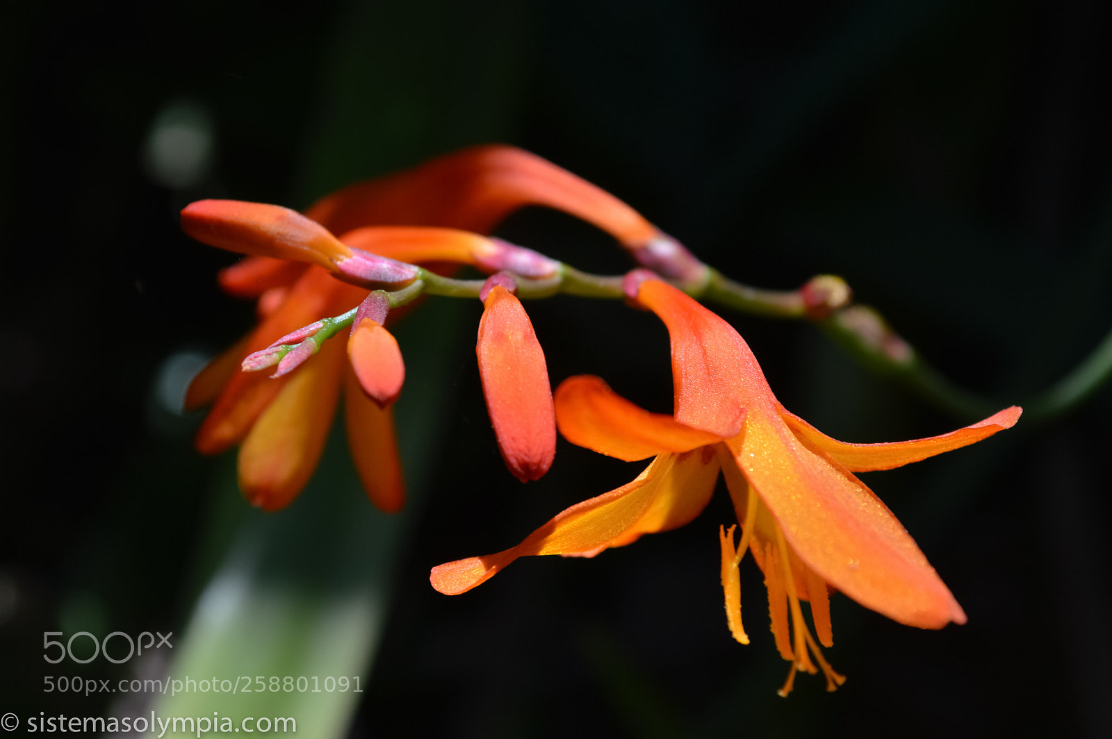 Nikon D3200 sample photo. Plants and flowers photography