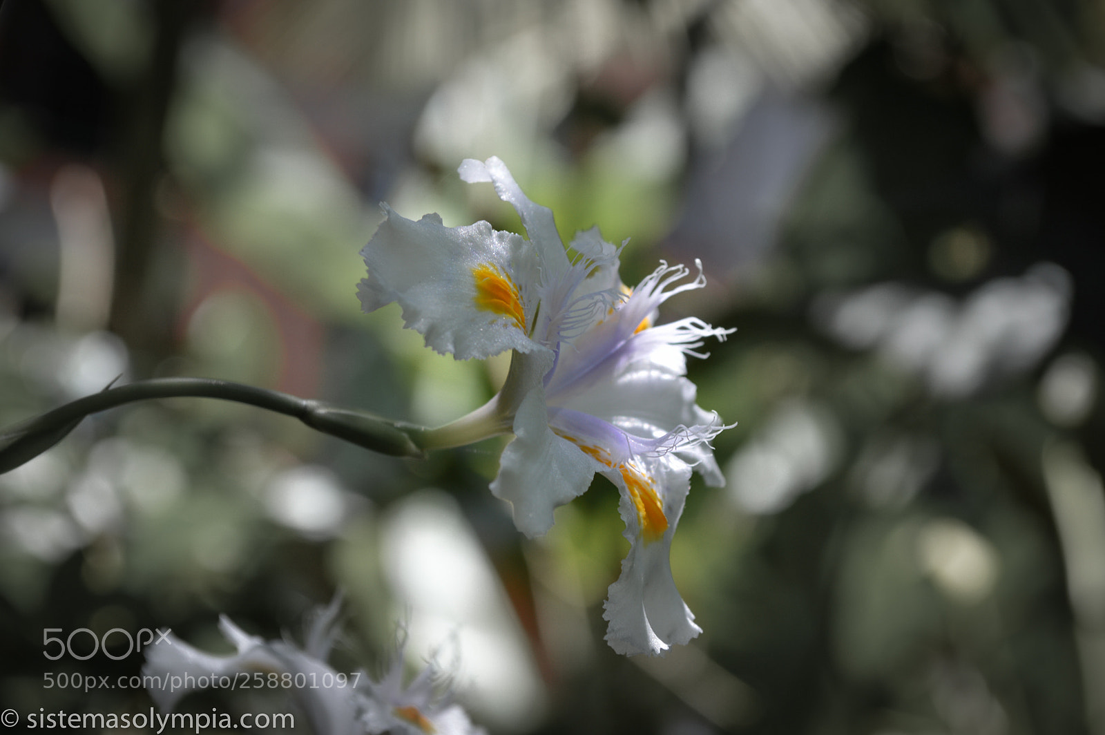 Nikon D3200 sample photo. Plants and flowers photography