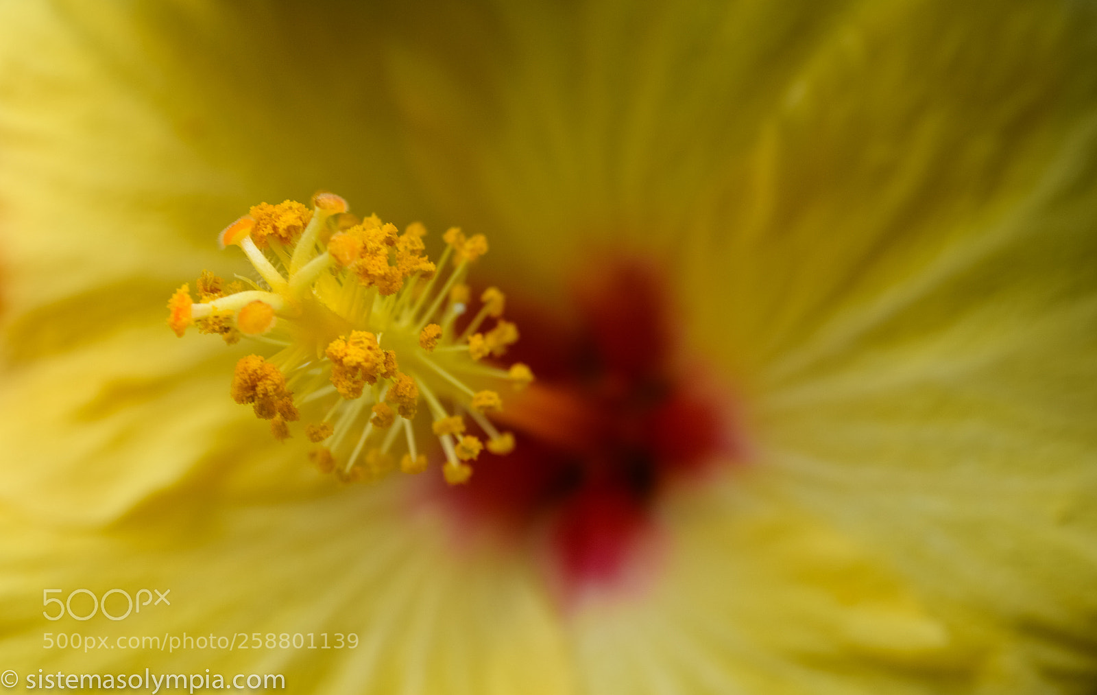 Nikon D3200 sample photo. Plants and flowers photography