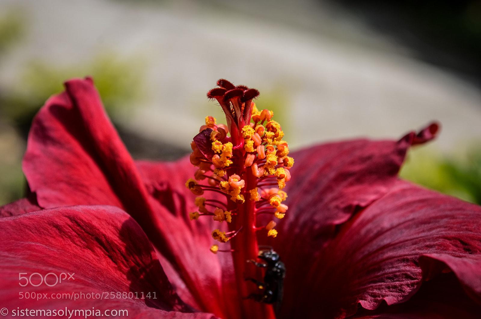 Nikon D3200 sample photo. Plants and flowers photography