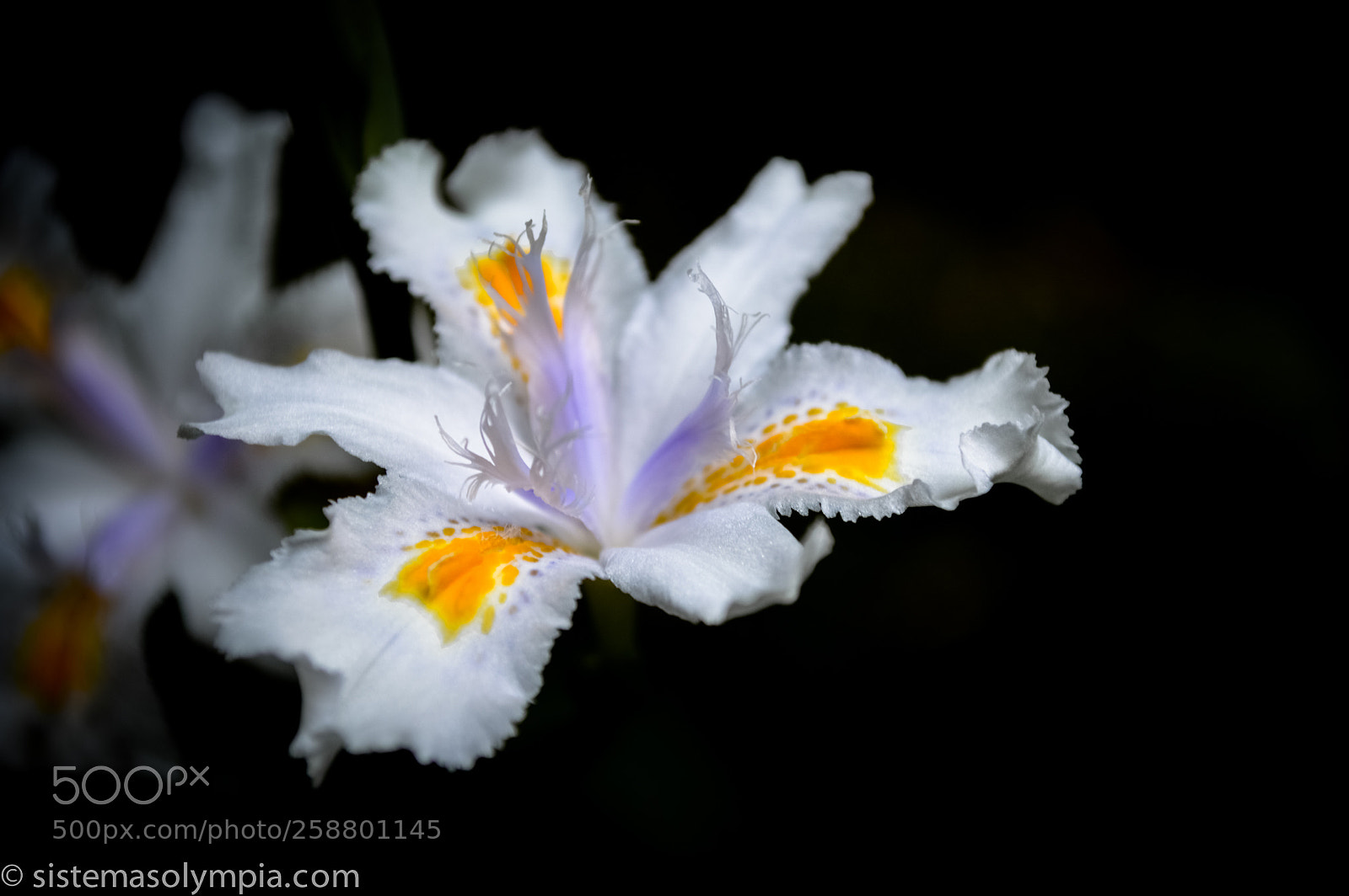 Nikon D3200 sample photo. Plants and flowers photography