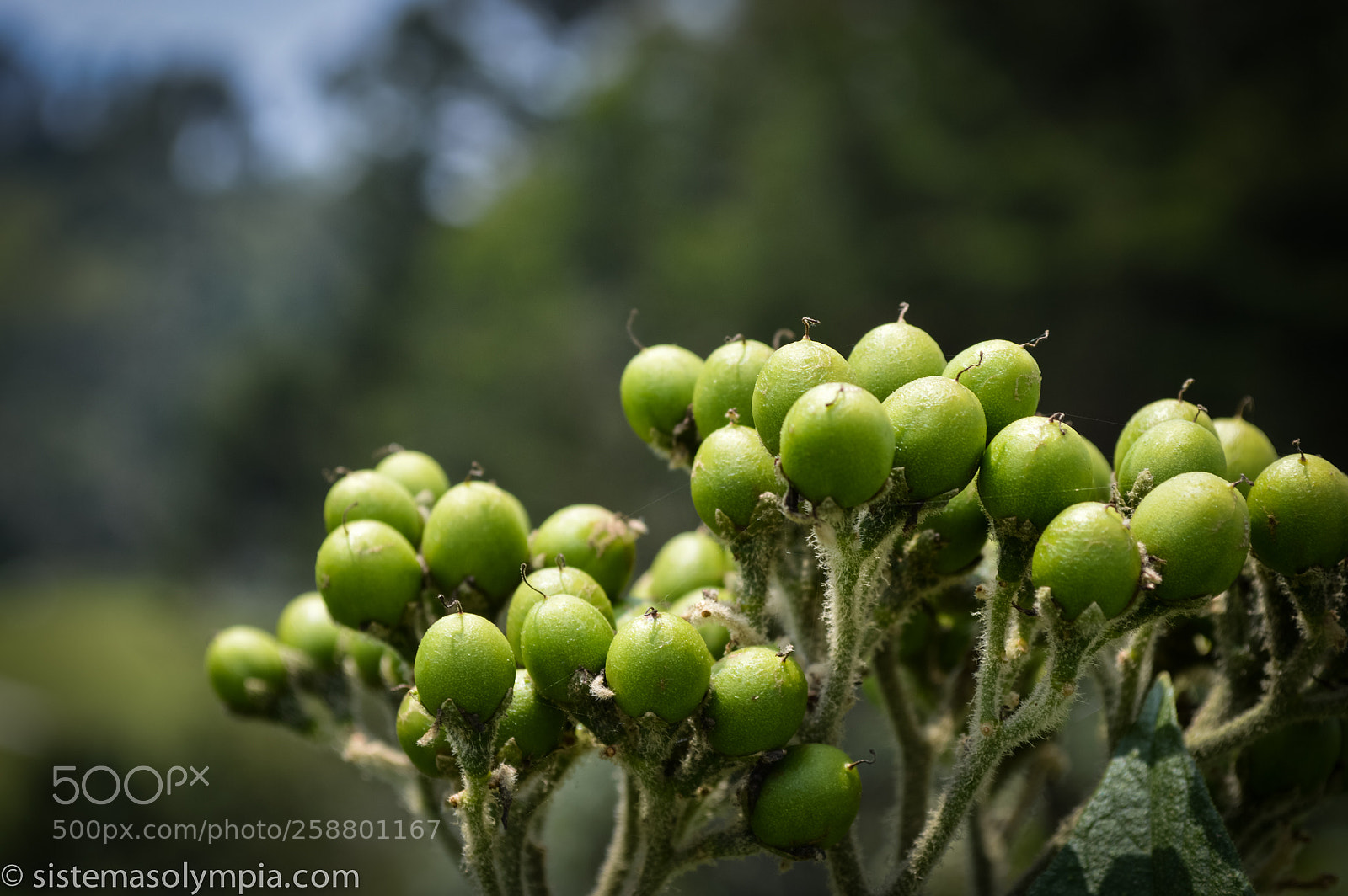 Nikon D3200 sample photo. Plants and flowers photography