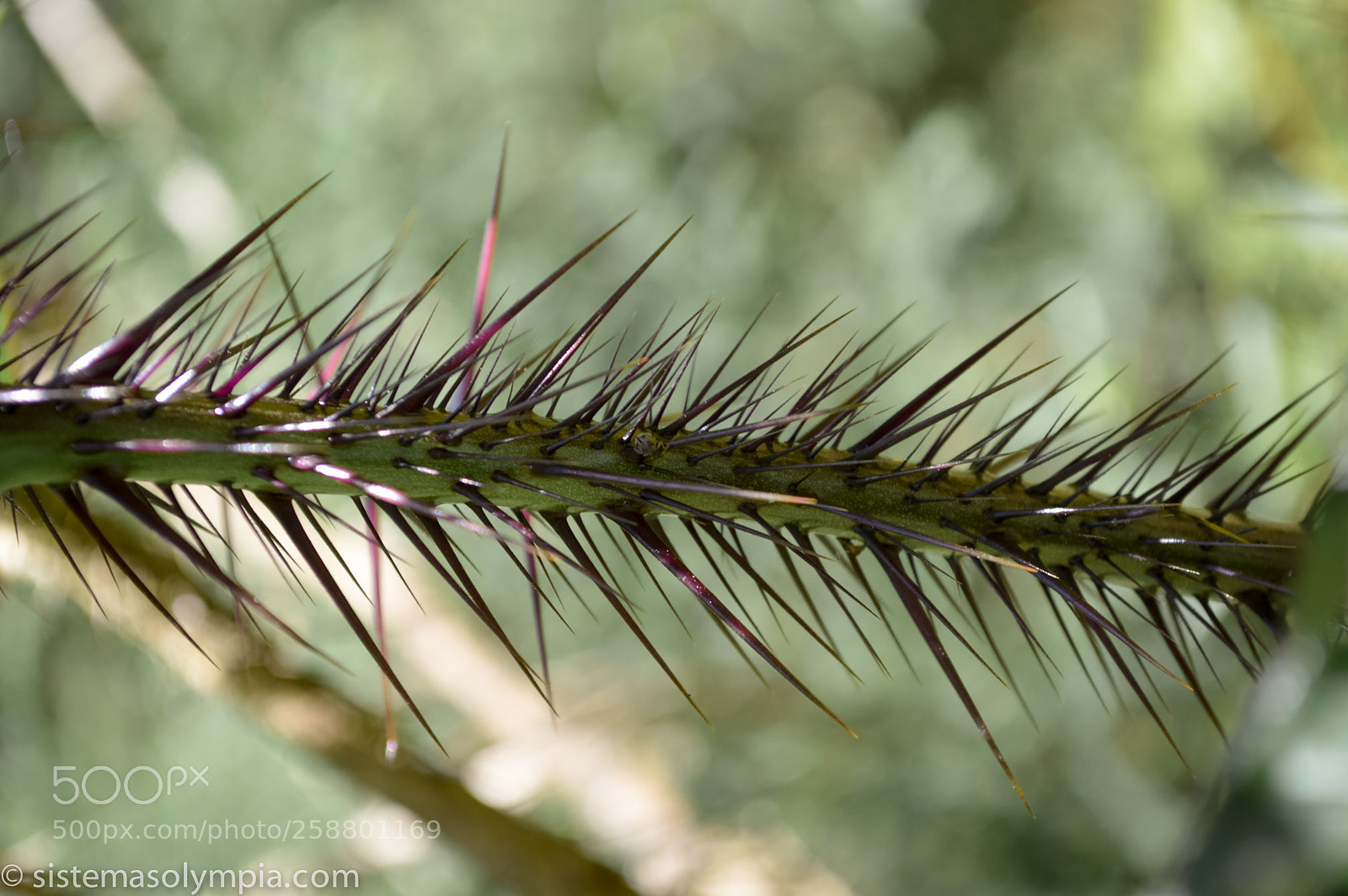 Nikon D3200 sample photo. Plants and flowers photography