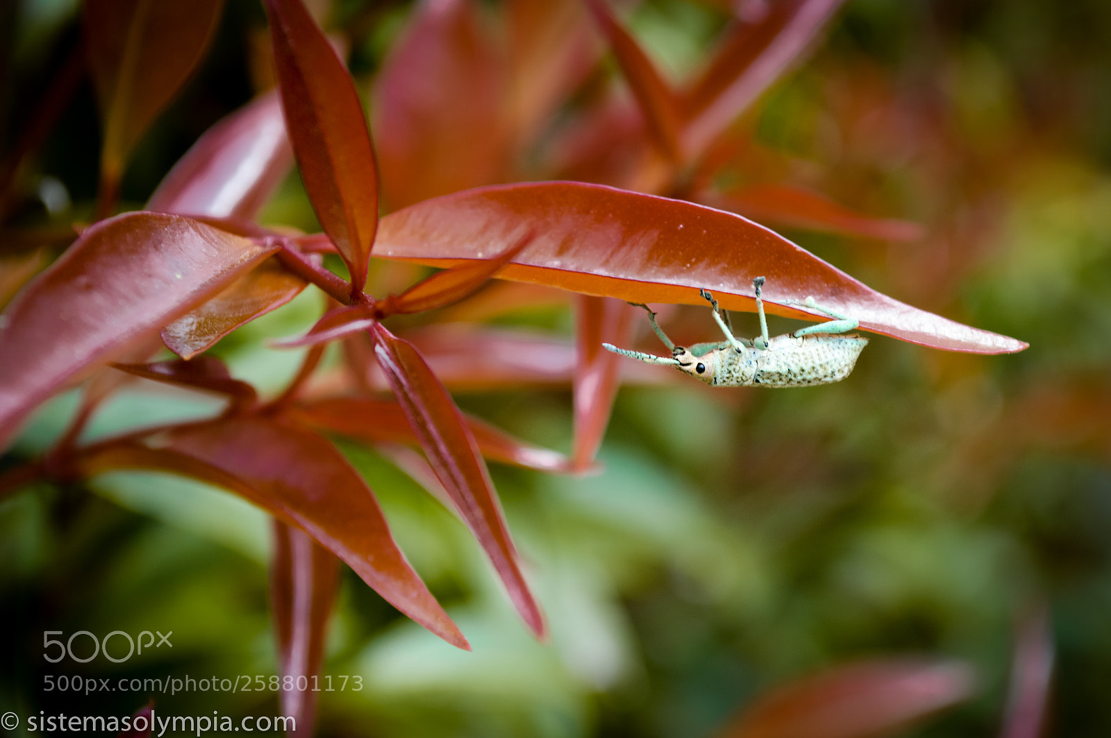 Nikon D3200 sample photo. Plants and flowers photography