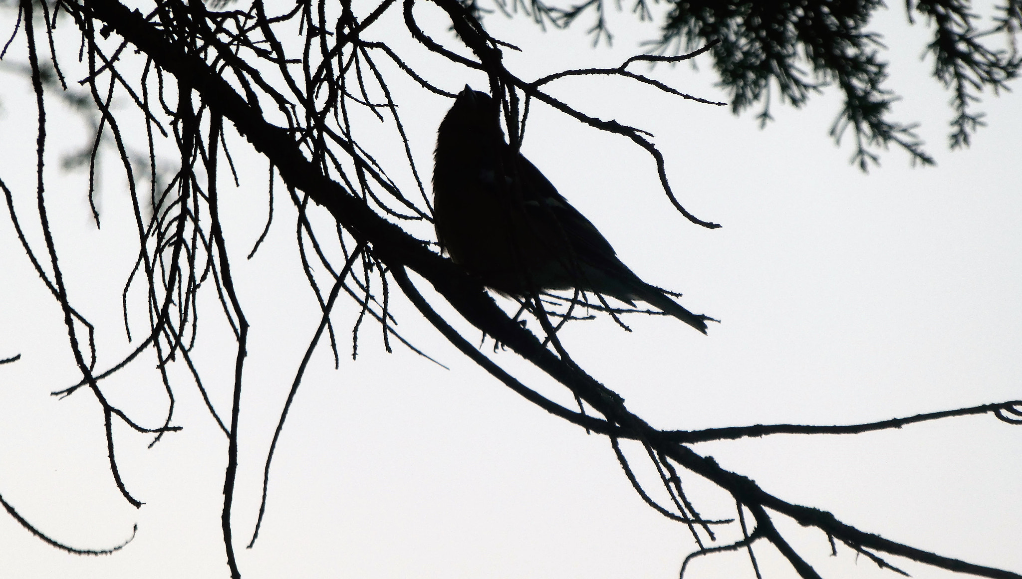 Panasonic Lumix DMC-ZS60 (Lumix DMC-TZ80) sample photo. Bird in the tree photography