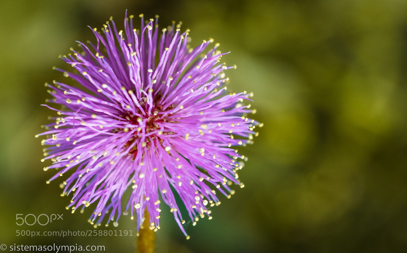 Nikon D3200 sample photo. Plants and flowers photography