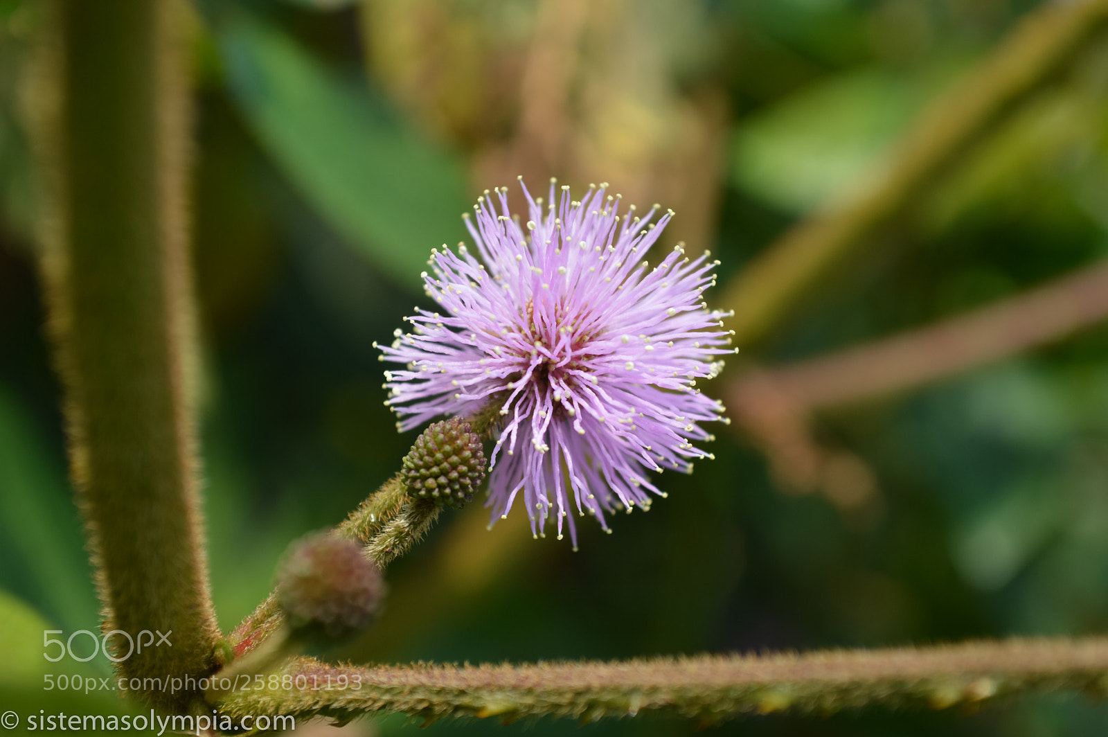 Nikon D3200 sample photo. Plants and flowers photography