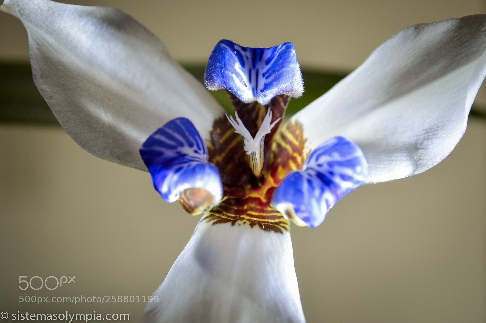 Nikon D3200 sample photo. Plants and flowers photography