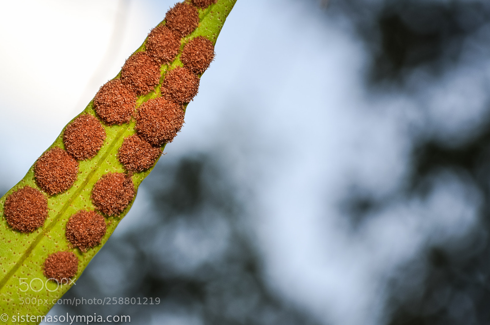 Nikon D3200 sample photo. Plants and flowers photography