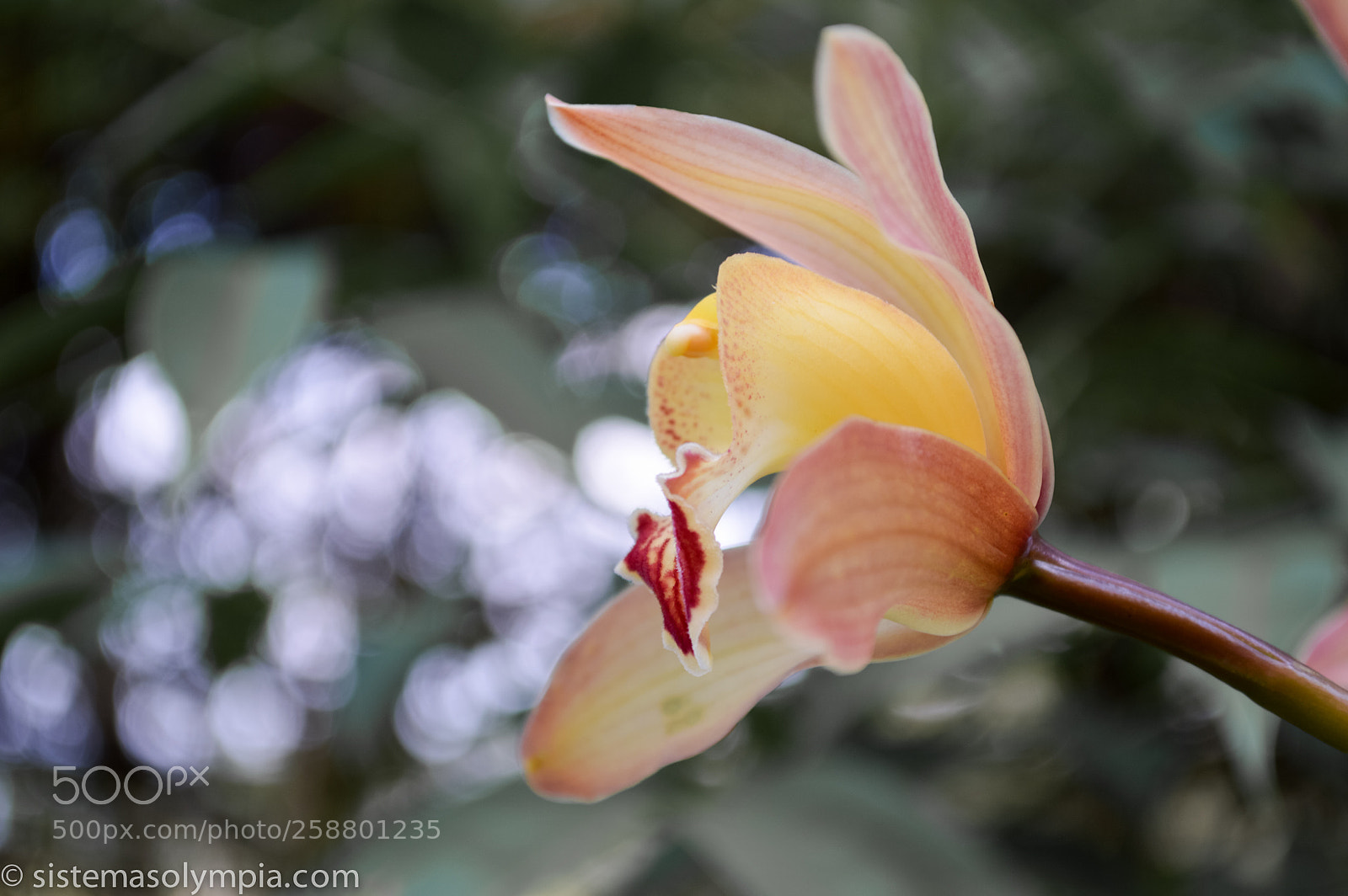 Nikon D3200 sample photo. Plants and flowers photography