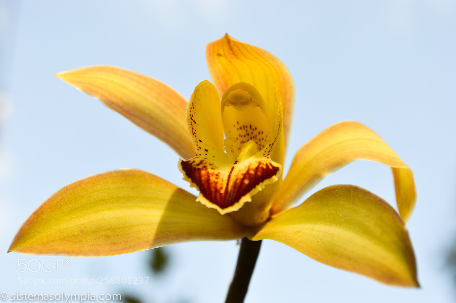 Nikon D3200 sample photo. Plants and flowers photography