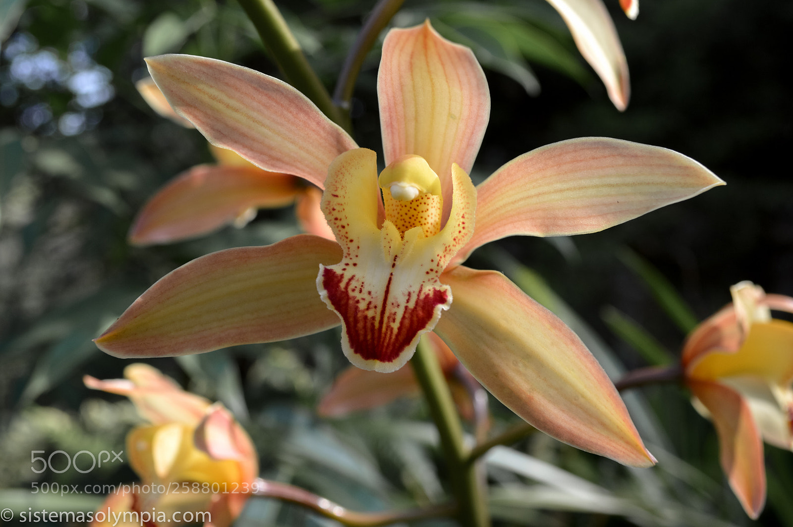 Nikon D3200 sample photo. Plants and flowers photography