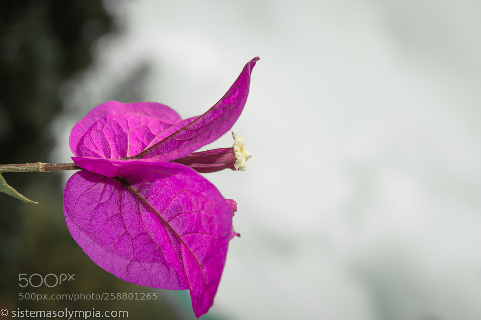 Nikon D3200 sample photo. Plants and flowers photography
