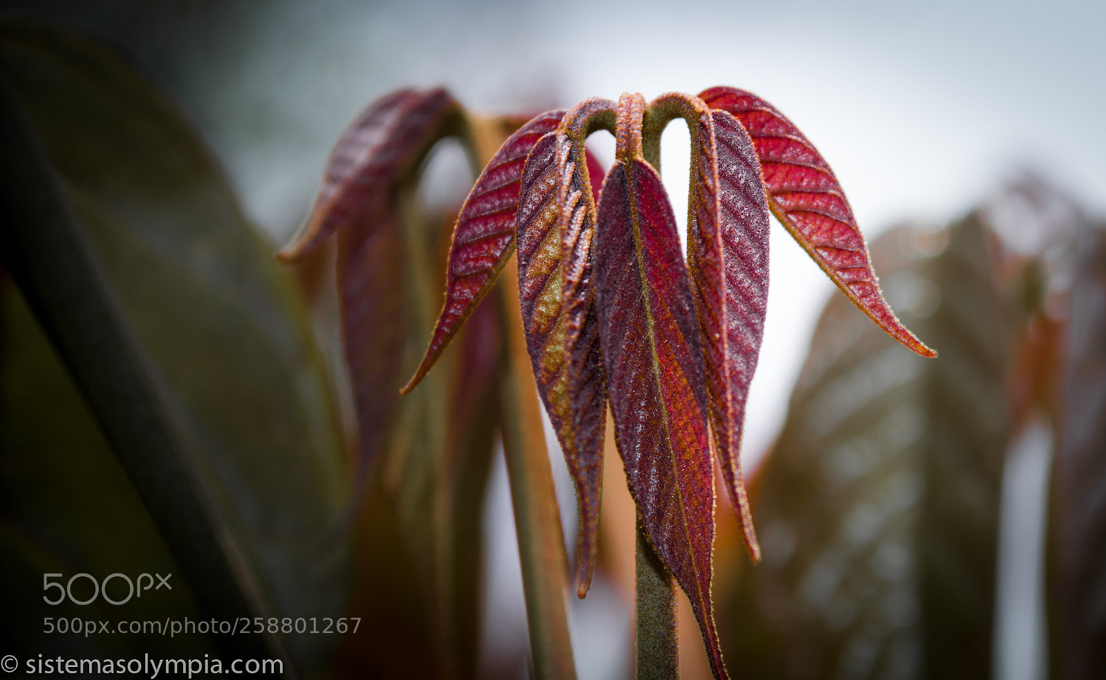 Nikon D3200 sample photo. Plants and flowers photography