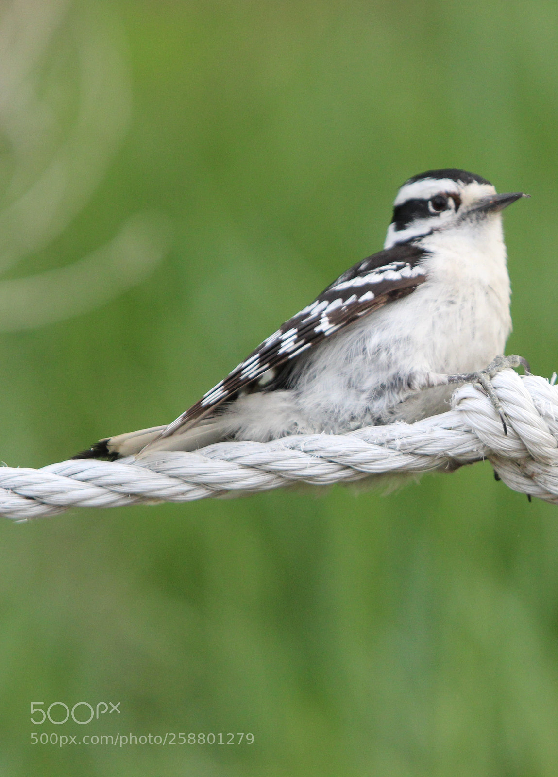 Canon EOS 600D (Rebel EOS T3i / EOS Kiss X5) sample photo. Downy woodpecker photography