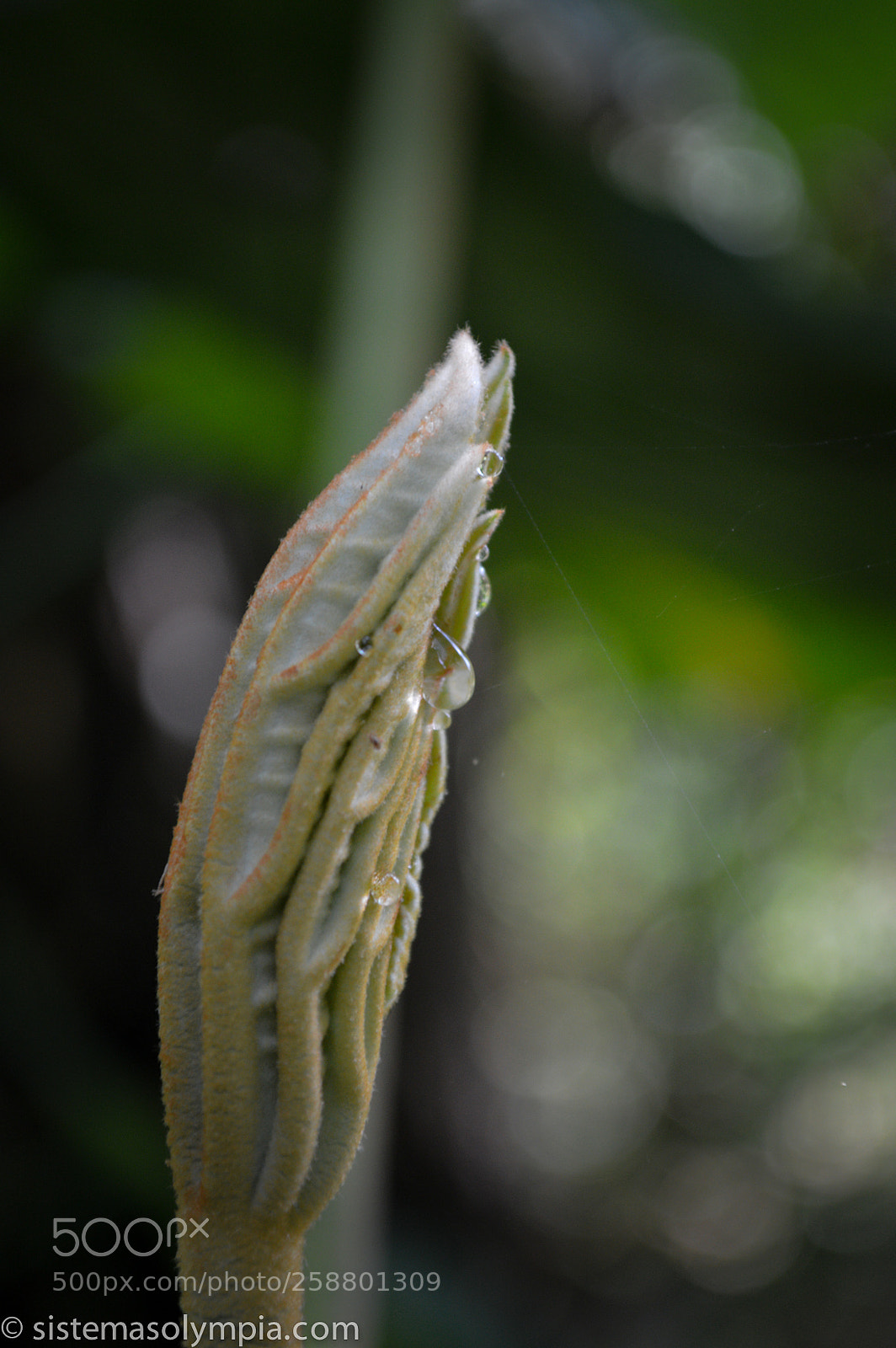 Nikon D3200 sample photo. Plants and flowers photography