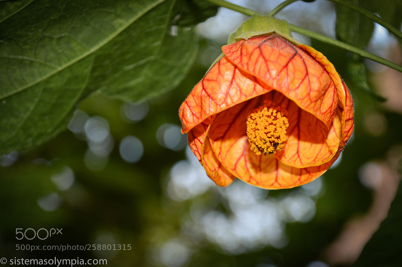 Nikon D3200 sample photo. Plants and flowers photography