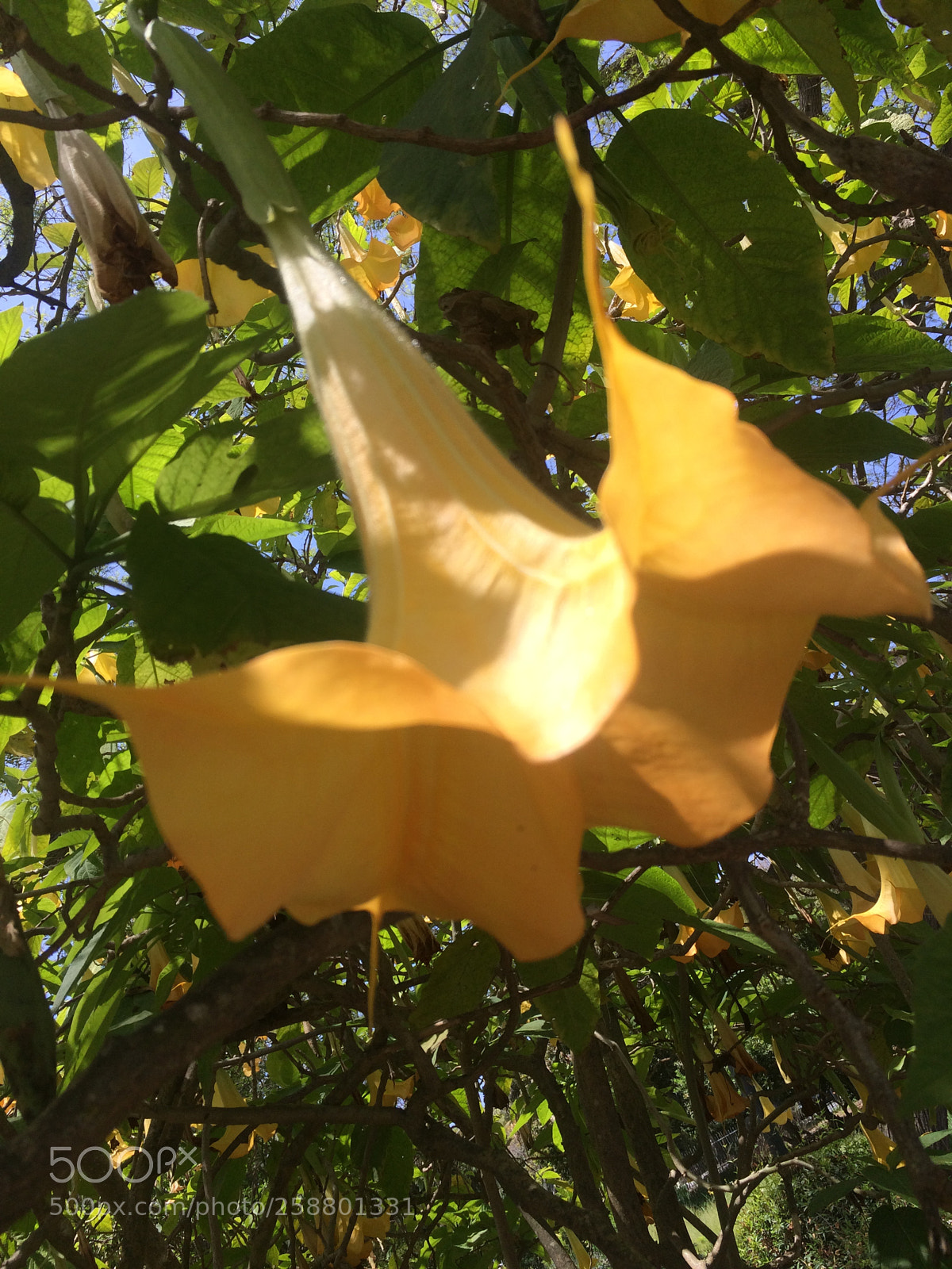 Apple iPhone 5s sample photo. Img photography