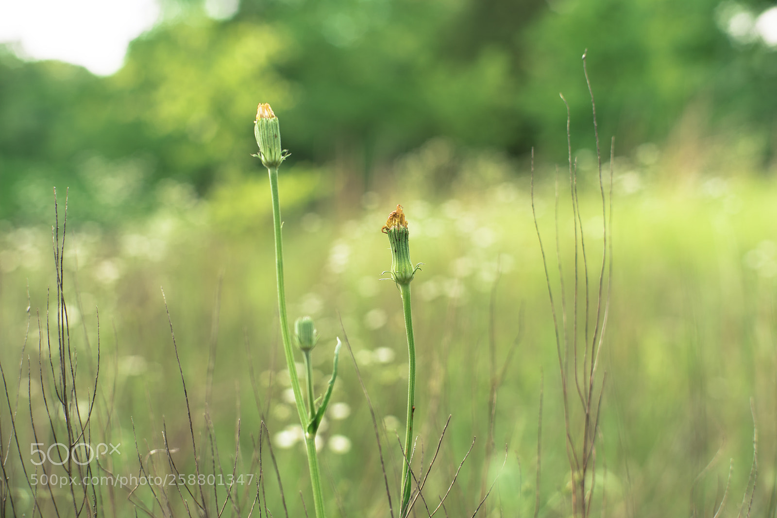 Sony a9 sample photo. The green against the photography