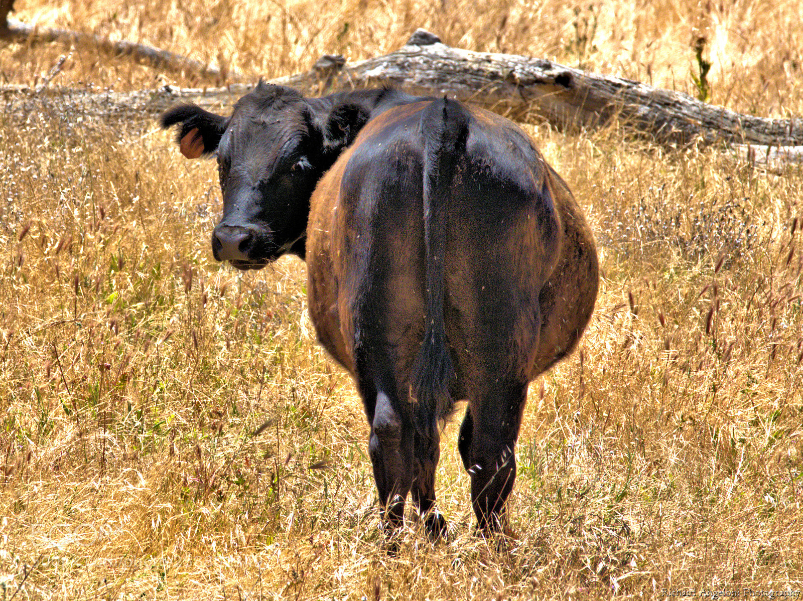 Nikon D7200 sample photo. Cow looking back photography