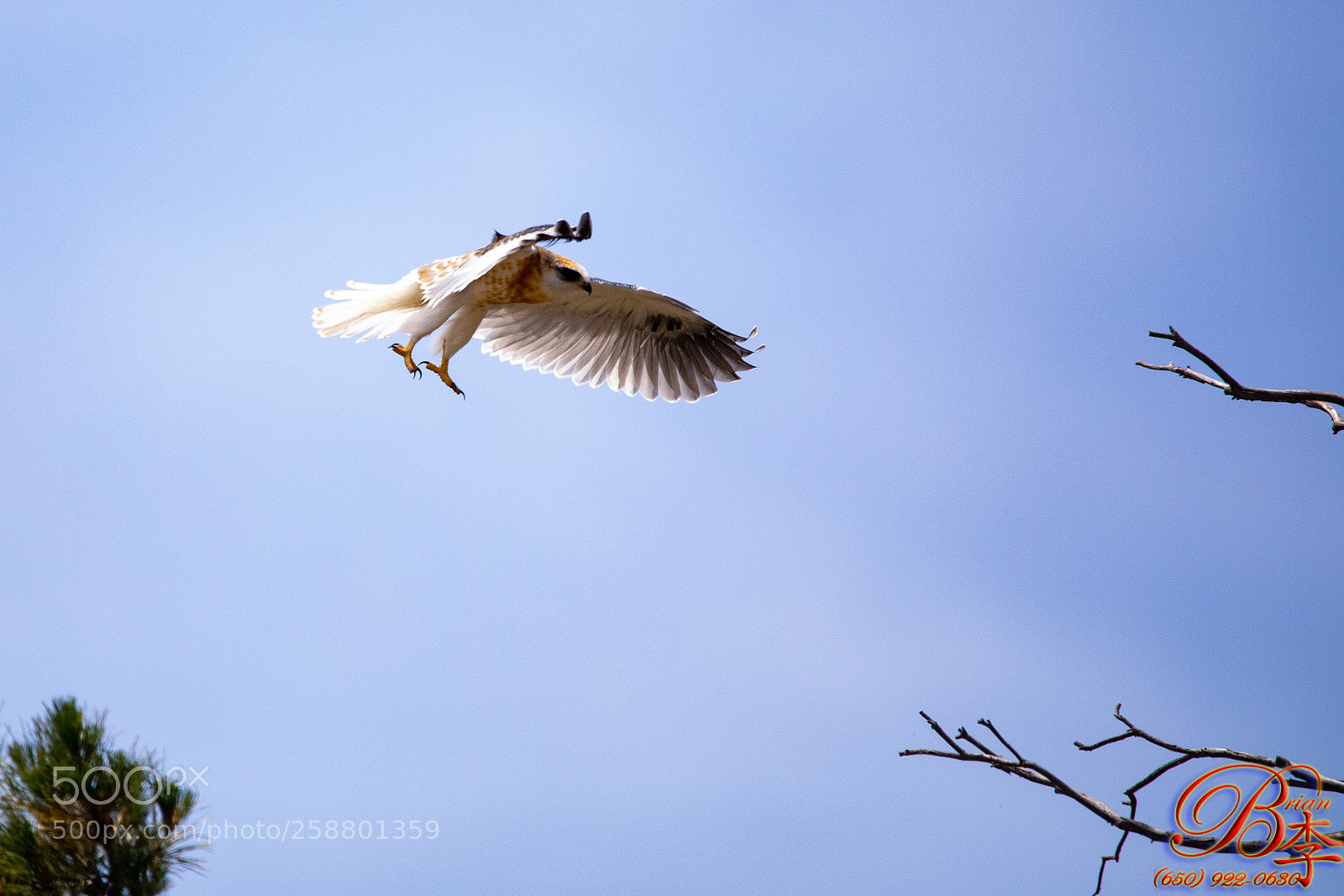 Canon EOS 5D Mark IV sample photo. White tail kite photography