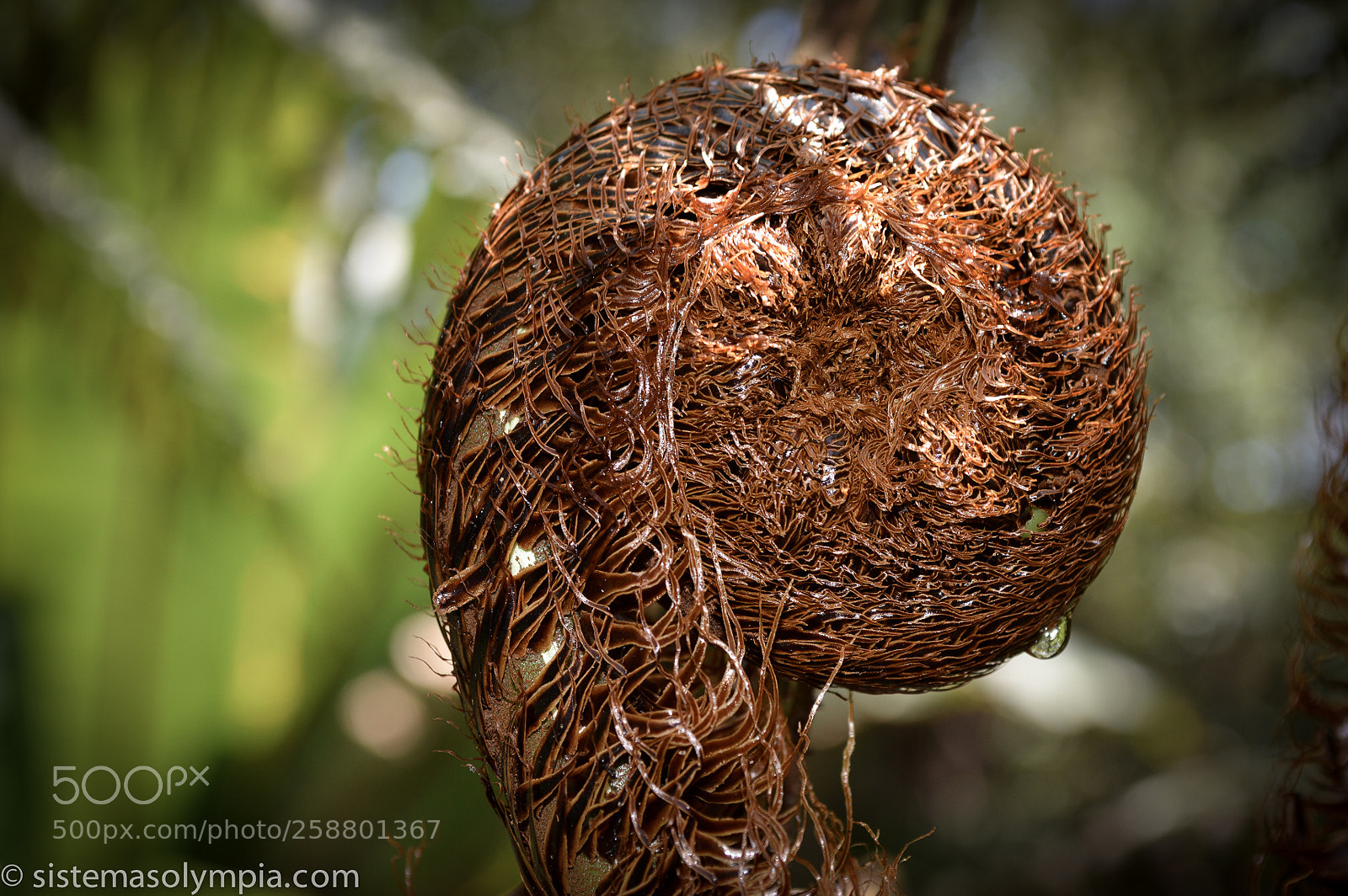 Nikon D3200 sample photo. Plants and flowers photography