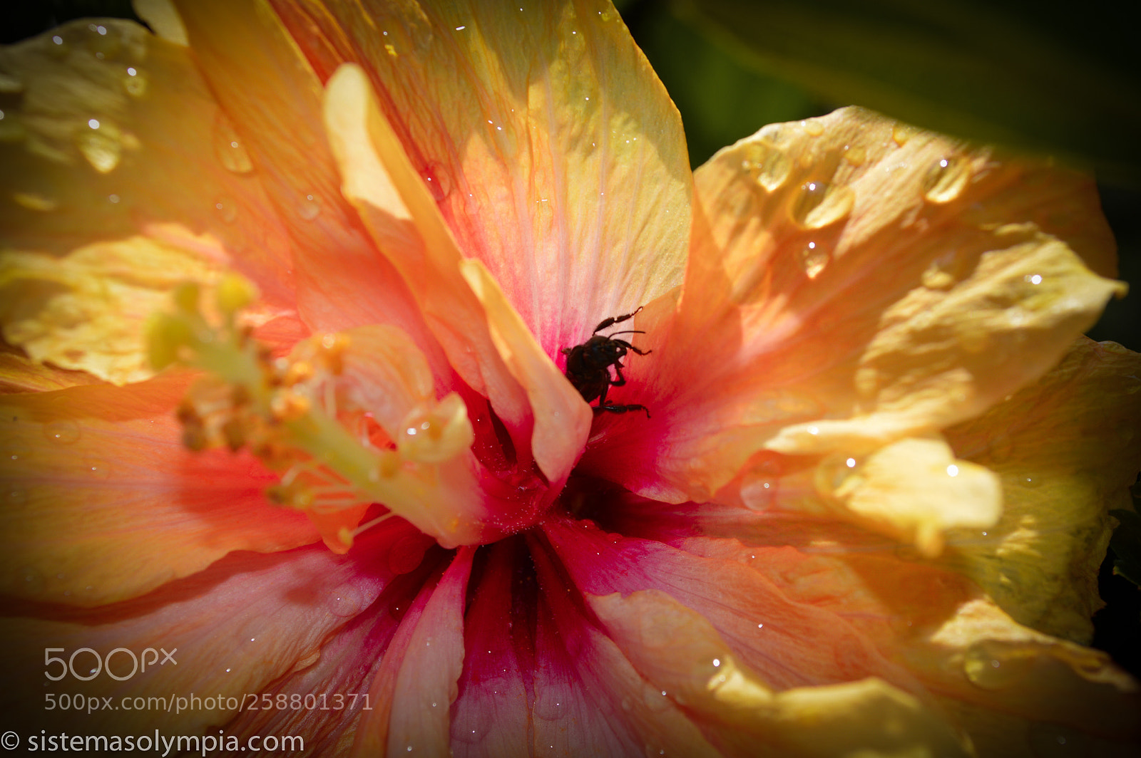 Nikon D3200 sample photo. Plants and flowers photography
