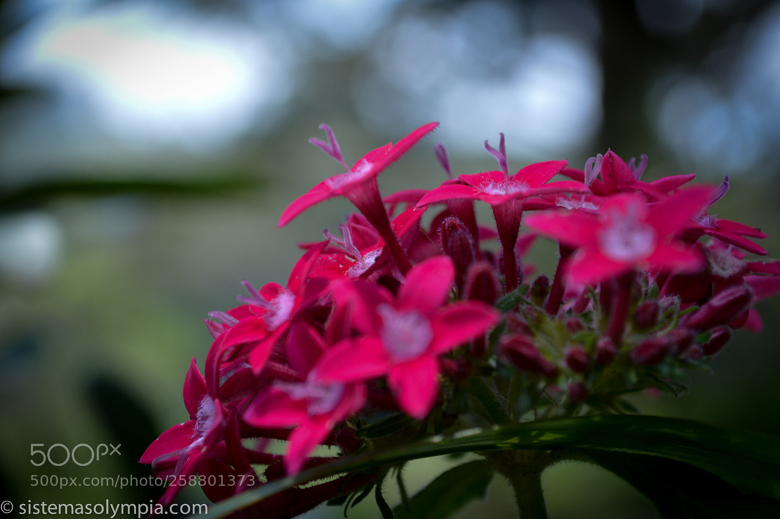 Nikon D3200 sample photo. Plants and flowers photography