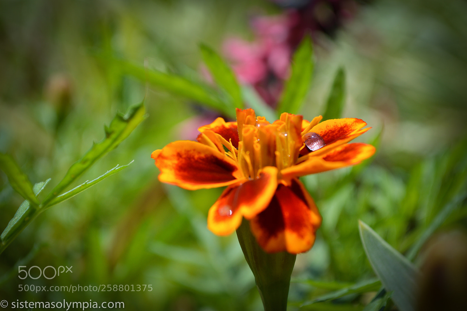 Nikon D3200 sample photo. Plants and flowers photography