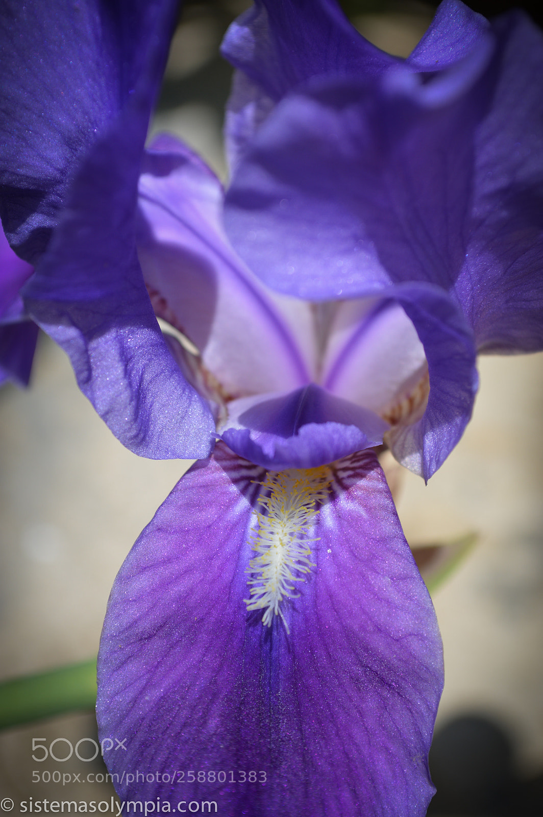 Nikon D3200 sample photo. Plants and flowers photography