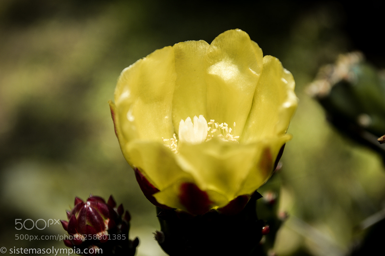 Nikon D3200 sample photo. Plants and flowers photography